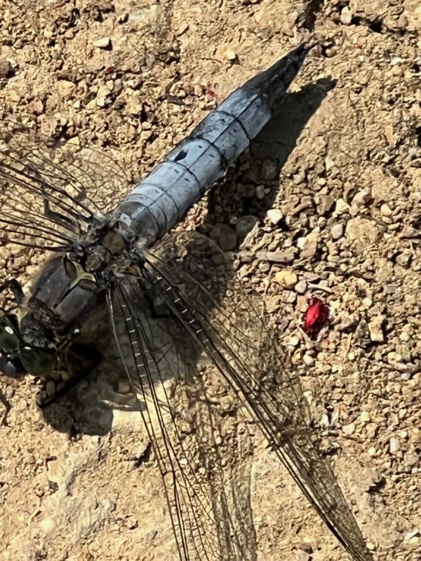 IMG_8859.jpeg